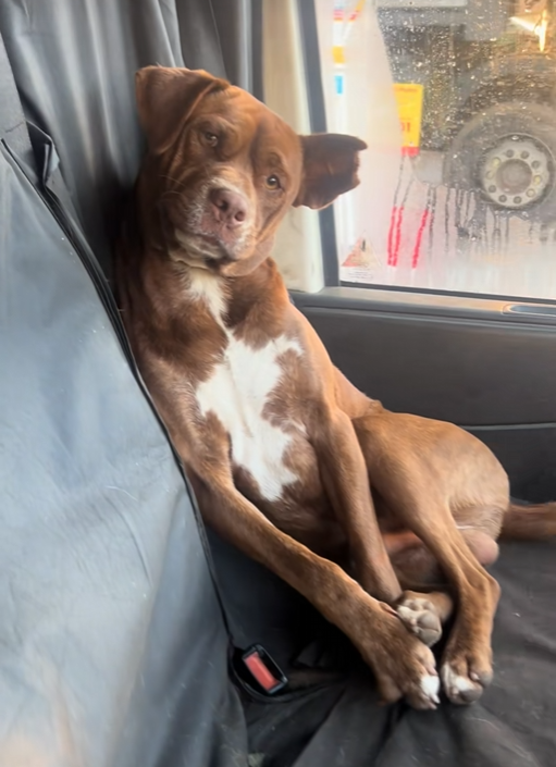 Moose trying to stay awake in the van seat