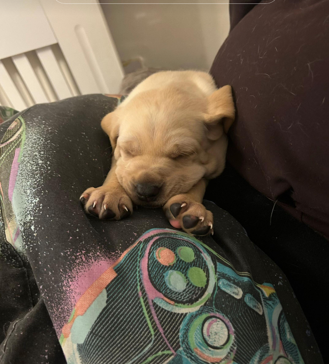 Tiny puppy Moose sleeping on lap