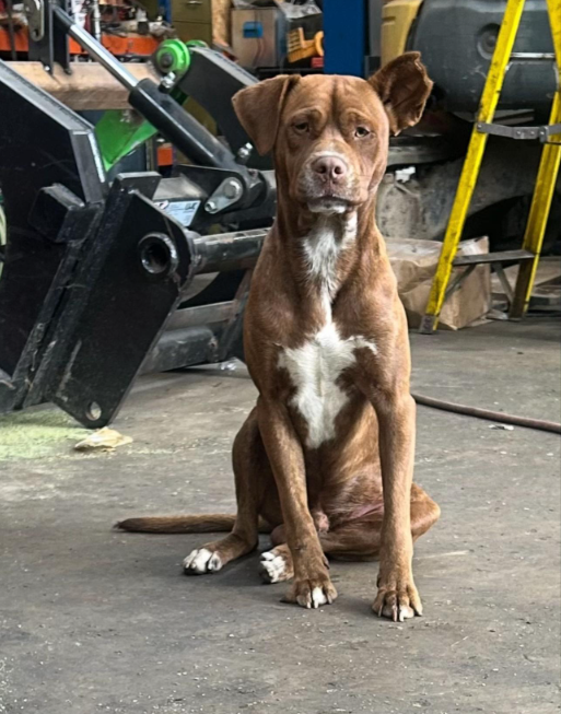 Moose sitting upright in workshop, looking alert