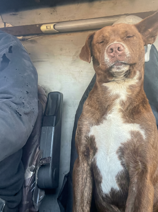 Moose with eyes closed, peaceful expression in the van