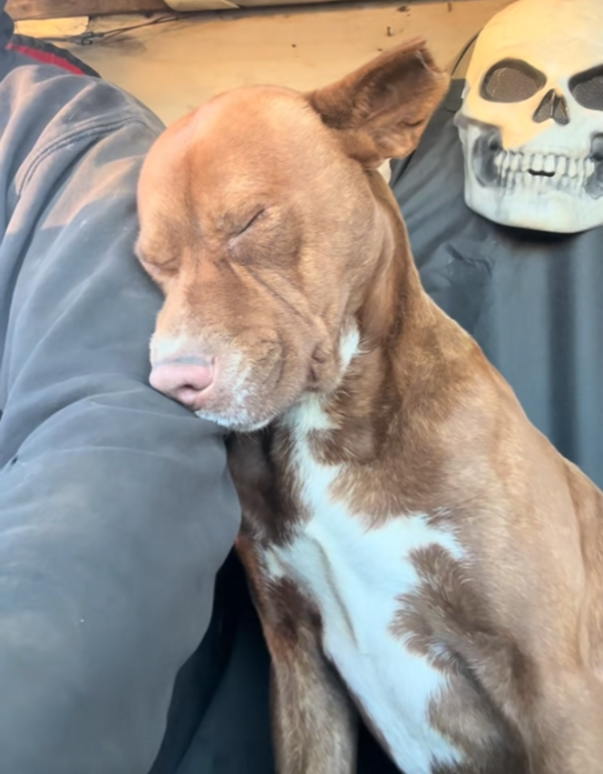 Moose resting head on person's arm