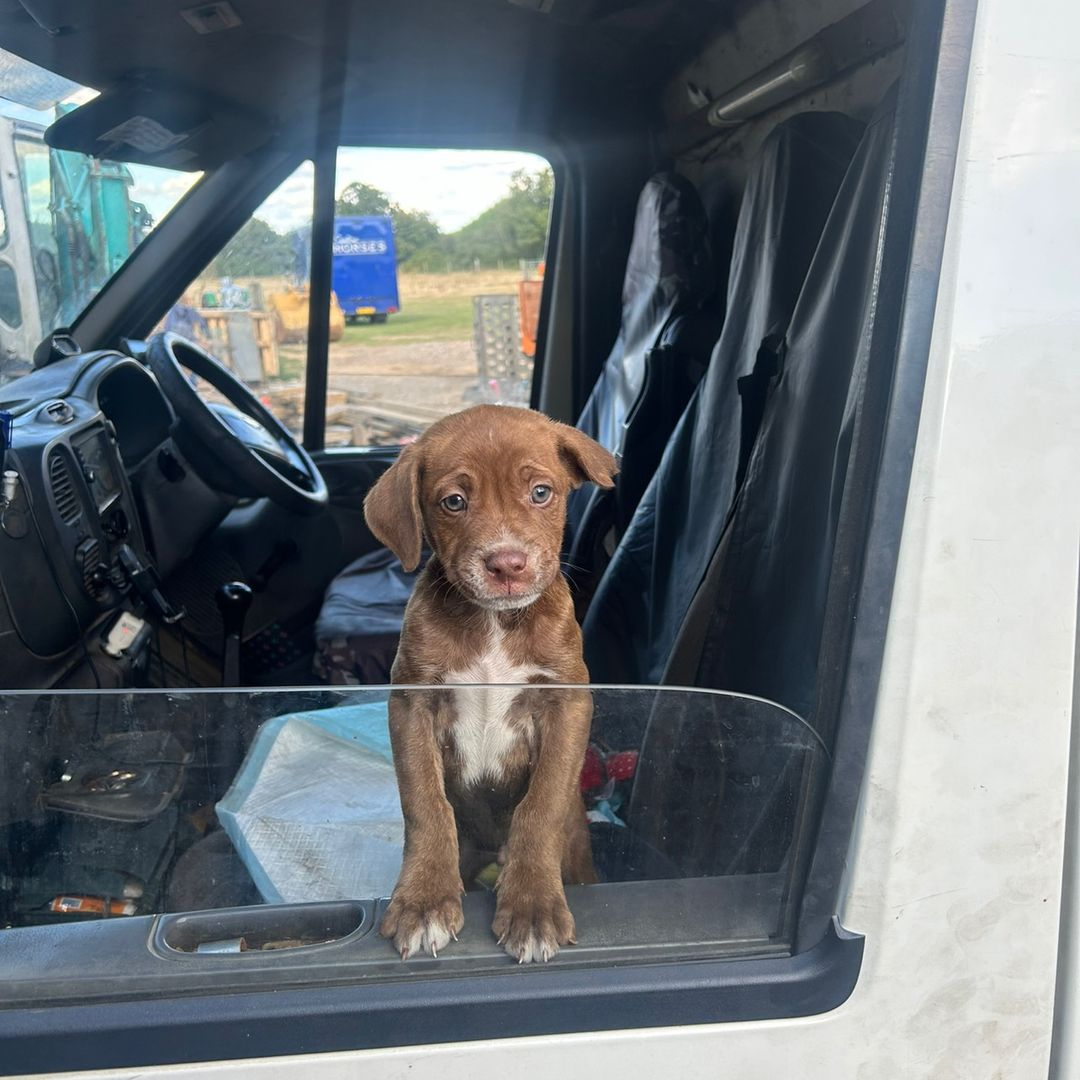 Moose the puppy looking out of van window with curious eyes