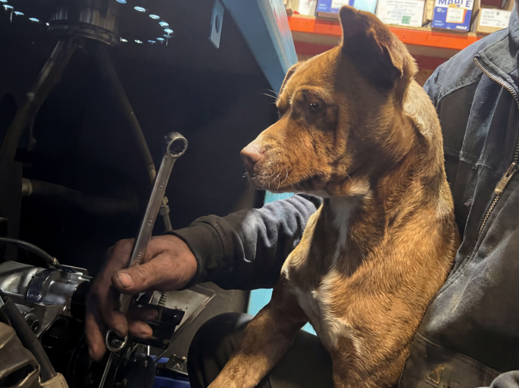 Moose watching mechanic work