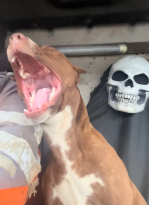 Moose yawning with mouth wide open